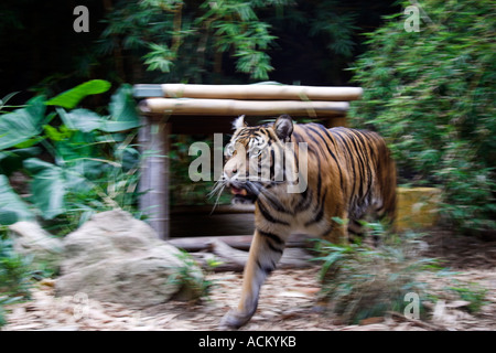 Tiger Sydney Taronga Zoo New South Wales Australien Stockfoto
