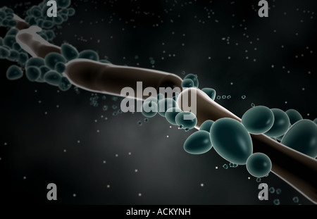 Candida albicans Stockfoto