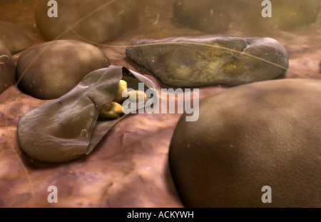 Merozoiten von malaria Stockfoto