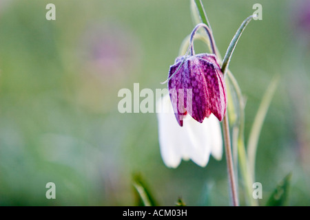 Fritillaria Meleagris. Schlangen Kopf Fritillary Wildblumen in der englischen Landschaft. Nordwiese, Cricklade, England Stockfoto