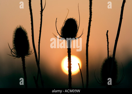 Silhouette der Karde Pflanzen in der englischen Landschaft vor den Sonnenaufgang Stockfoto