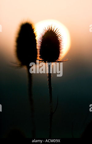 Silhouette der Karde Pflanzen in der englischen Landschaft vor den Sonnenaufgang Stockfoto