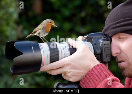 Rotkehlchen mit einem Schluck Mehlwürmer auf das Objektiv der Kamera zu stehen, während der Fotograf ein Bild aufnimmt Stockfoto