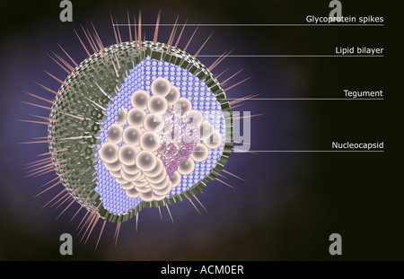 Herpes-Virus-Struktur Stockfoto