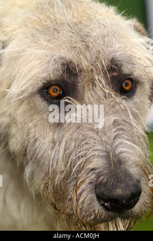 Internationale Messe der Hunderasse in Banska Bystrica, Slowakei, Hund portrait Stockfoto