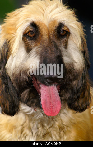 Internationale Messe der Hunderasse in Banska Bystrica, Slowakei, Hund portrait Stockfoto