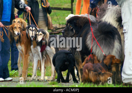 Internationale Messe der Hunderasse in Banska Bystrica, Slowakei, Hund portrait Stockfoto