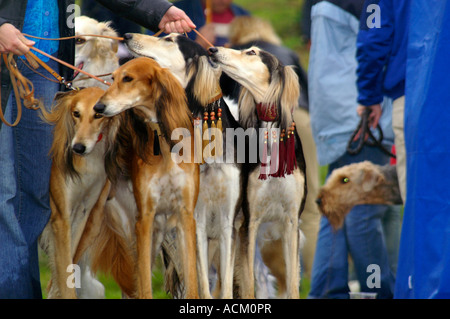 Internationale Messe der Hunderasse in Banska Bystrica, Slowakei, Hund portrait Stockfoto