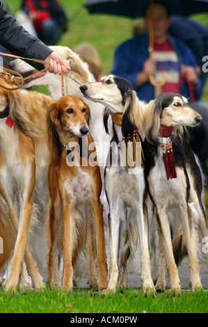 Internationale Messe der Hunderasse in Banska Bystrica, Slowakei, Hund portrait Stockfoto