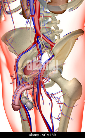 Das Blut-Versorgungsmaterial der männlichen Geschlechtsorgane Stockfoto
