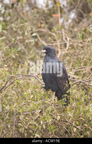 GROßE BLACK HAWK Buteogallus urubitinga Stockfoto