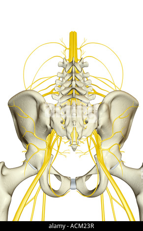 Nerven-Versorgung des Beckens Stockfoto