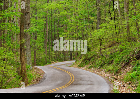 Kurvenreiche Straße durch Wald mit neuer Frühling lässt in dem Daniel Boone National Forest in Kentucky Stockfoto