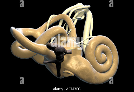 Das Innenohr Stockfoto