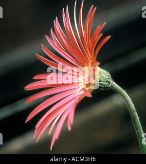 Zart rosa rote Gerbera Jamesonii Kopf mit dem Kelch und Stengel sichtbar Stockfoto