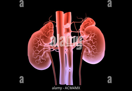 Blutversorgung der Nieren Stockfoto