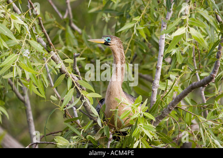 Anhinga Anhinga Anhinga Weibchen für die Zucht von Gefieder florida Stockfoto