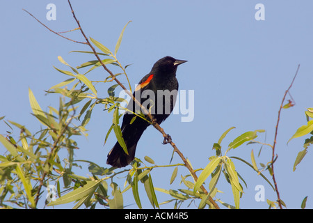 Red winged Blackbird Agelaius Phoeniceus erwachsenen männlichen florida Stockfoto