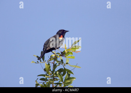Red winged Blackbird Agelaius Phoeniceus erwachsenen männlichen florida Stockfoto