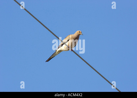 Mourning Dove Zenaida Macroura Florida Stockfoto