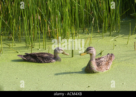 männliche und weibliche fleckige Ente Anas Fulvigula florida Stockfoto