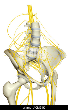 Nerven-Versorgung des Beckens Stockfoto