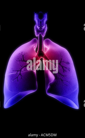 Das respiratorische system Stockfoto