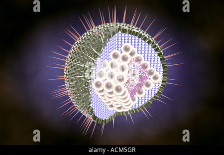 Herpes-Virus-Struktur Stockfoto