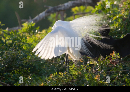 Großer Reiher Ardea Alba Altvogel anzeigen Stockfoto