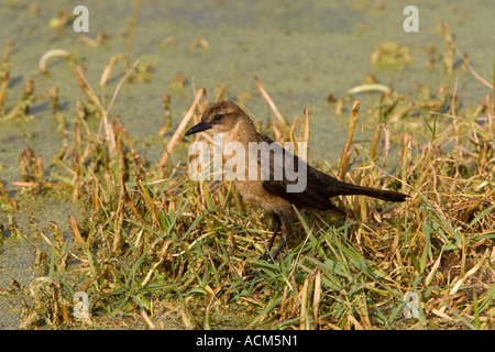weibliche Boot angebundene Grackle Quiscalus großen Stockfoto