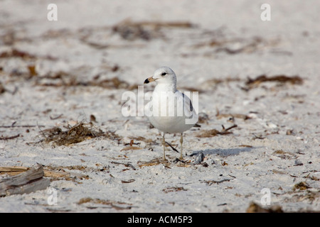 Ring in Rechnung gestellt Gull Larus Delawarensis florida Stockfoto