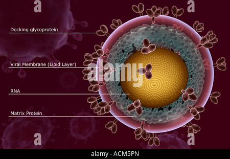 HIV-Struktur Stockfoto