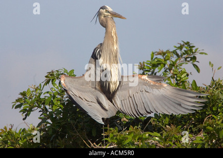 Great Blue Heron Ardea Herodias sonnen sich Stockfoto