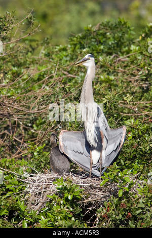 Great Blue Heron Ardea Herodias sonnen sich auf seinem nest Stockfoto