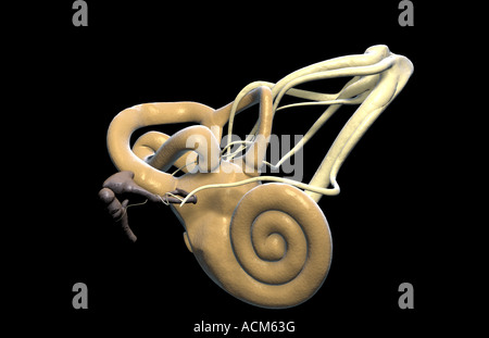 Das Innenohr Stockfoto