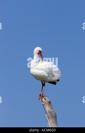Weißer Ibis Eudocimus Albus Florida Altvogel putzen Stockfoto