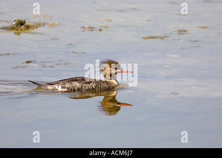 Weibliche rote breasted Prototyp Mergus serrator Stockfoto