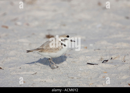 Seeregenpfeifer genannt Seeregenpfeifer Charadrius Alexandrinus Occidentalis in Amerika genommen an einem Strand in florida Stockfoto