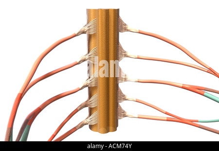 Der Plexus brachialis Stockfoto