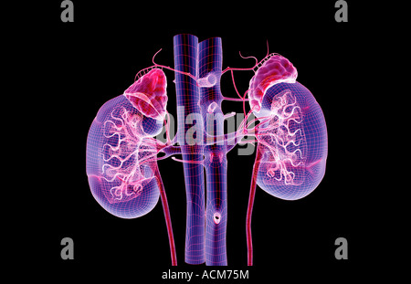 Blutversorgung der Nieren Stockfoto