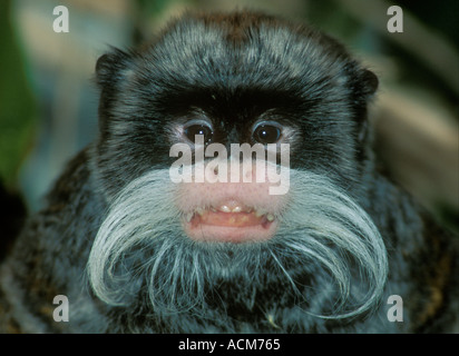 Kaiser TAMARIN (Saguinus Imperator) Portrait von Gefangenschaft, stammt aus Brasilien Peru oberen Amazonas Stockfoto