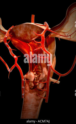 Die Arterien des weiblichen reproduktiven Systems Stockfoto