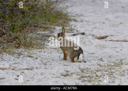 Östlichen Cottontail Sylvilagus floridanus Stockfoto
