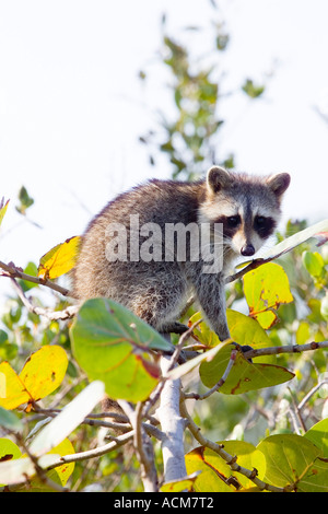 Waschbär Procyon Lotor Procyonidae üblich auf Baum Stockfoto