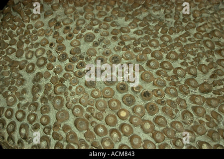 FOSSILE Korallen Bett (Kodonophyllum) Silurian England, MUSEUM OF NATURAL HISTORY, LONDON Stockfoto