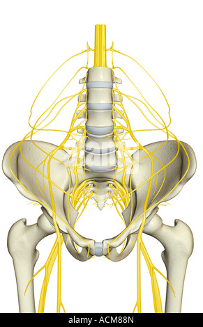Nerven-Versorgung des Beckens Stockfoto