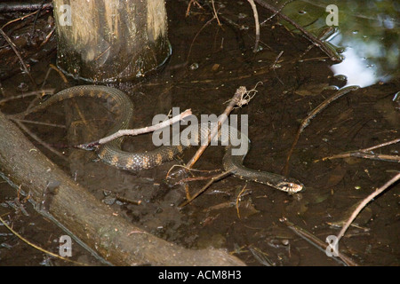 Breit gebändert Wasserschlange Nerodia Fasciata Florida everglades Stockfoto