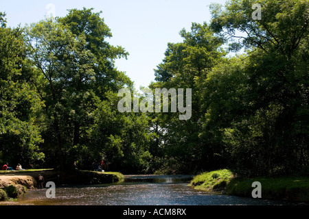 Ein Fluss in den New Forest, die zwischen Bäumen Stockfoto