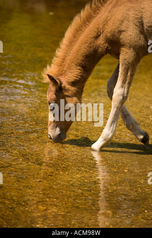 New Forest Pony Fohlen trinken aus den Highland Wasserstrahl Balmer Rasen Brockenhurst New Forest Stockfoto