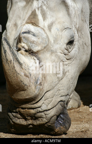 White Rhino - Ceratotherium simum Stockfoto
